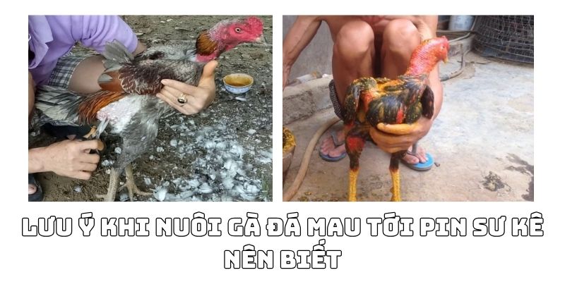 nuôi gà đá mau tới pin